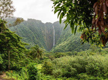 What is Kona Coffee?